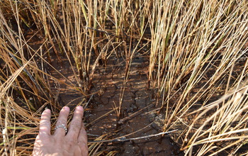 Marsh grasses killed by soil salinity stress in a Sapelo Island salt marsh in July 2016.